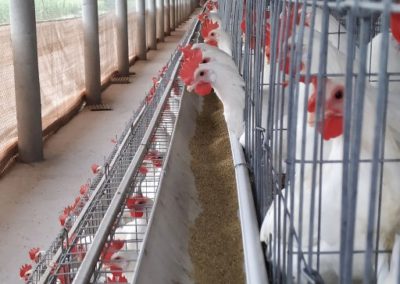 Poultry farming for eggs production in Indian rural area.