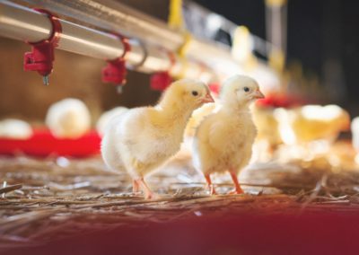 Chicken Health