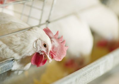 Did you know - Broiler Chicken