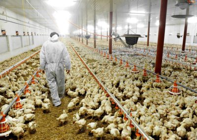 Poultry Market
